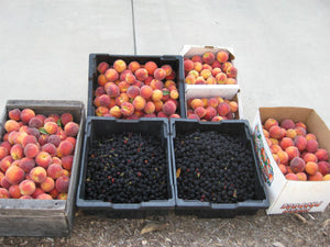 Fruit Vinegars