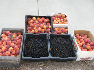 Fruit Vinegars